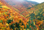 Bosques de Aragón en otoño (Ordesa, Monte Perdido)