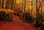 Bosques de Aragón en otoño (Ordesa, Monte Perdido)