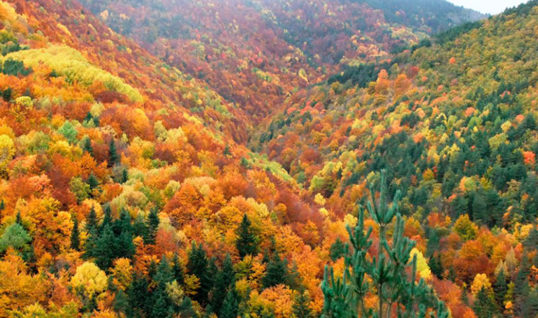 Bosques de Aragón en otoño (Ordesa, Monte Perdido)