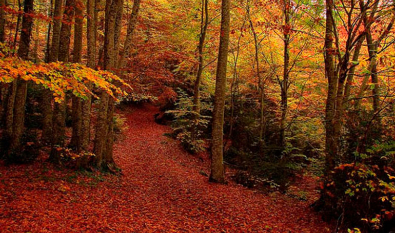 Bosques de Aragón en otoño (Ordesa, Monte Perdido)