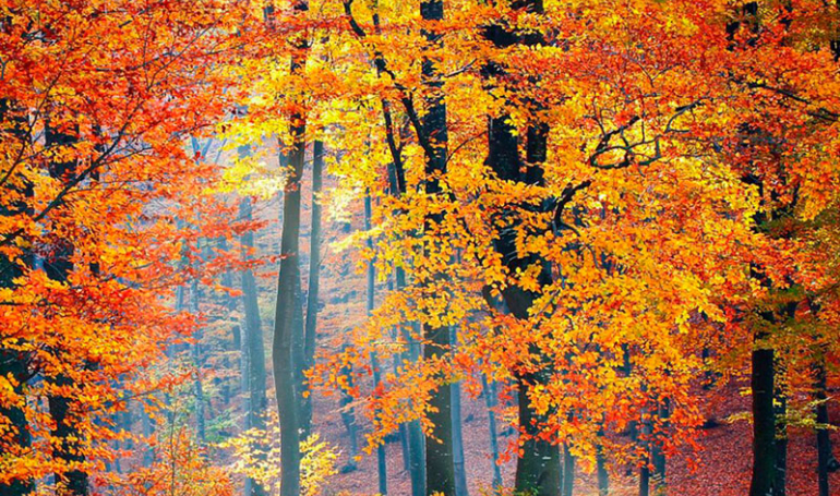 Bosques de Aragón en otoño (Ordesa, Monte Perdido)