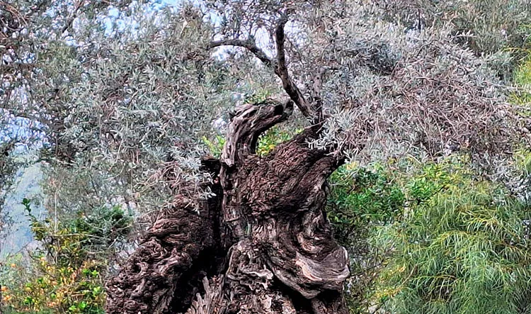 Arquitectura tÃ­pica de SÃ³ller.