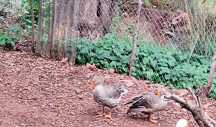 Detalle del entorno urbano de SÃ³ller.