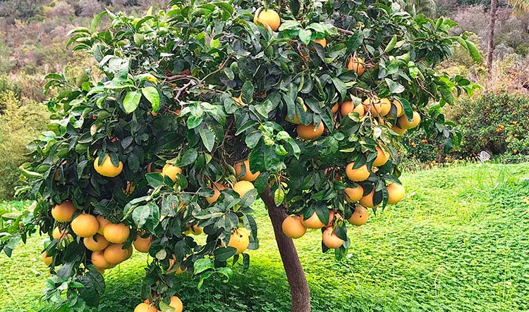 Grupo de participantes durante la excursiÃ³n a SÃ³ller.
